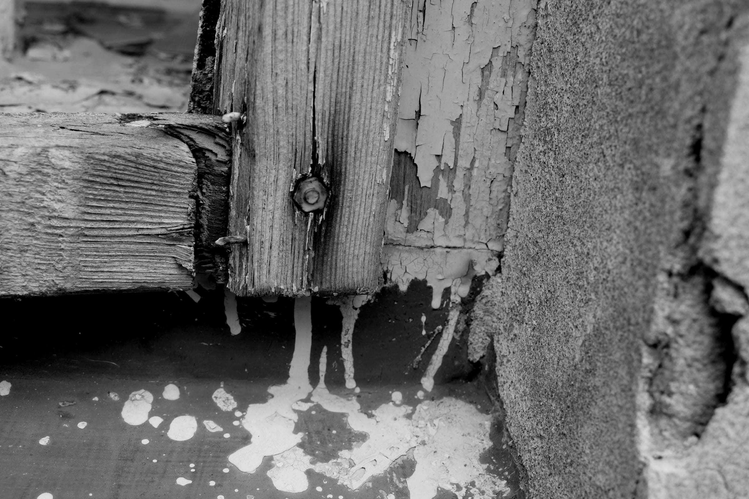 Fotografie Vladimíra Stibora — Metamorfóza jetřichovická